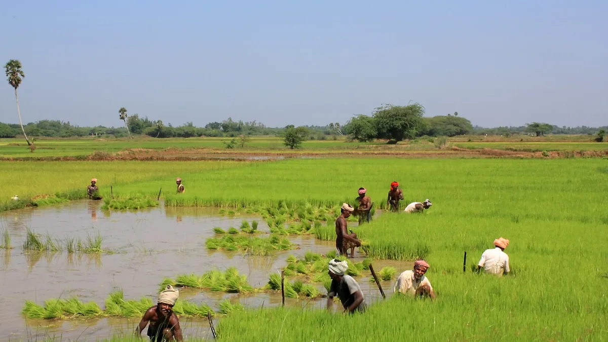தஞ்சாவூர் மாவட்ட நெல் வயல்கள், தமிழ்நாடு