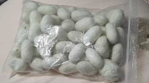 ರೇಷ್ಮೆ ಗೂಡುಗಳು