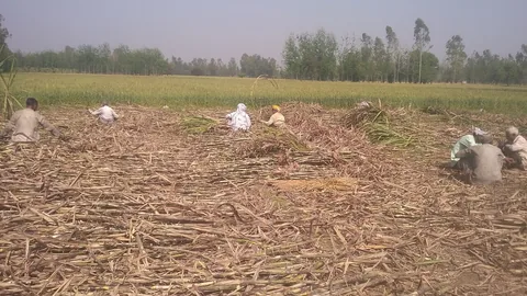उत्तर प्रदेश में गन्ने के खेत में काम करते किसान