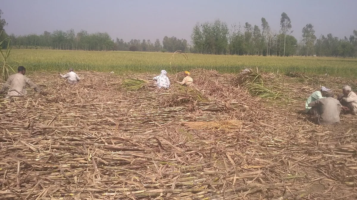 उत्तर प्रदेश में गन्ने के खेत में काम करते किसान