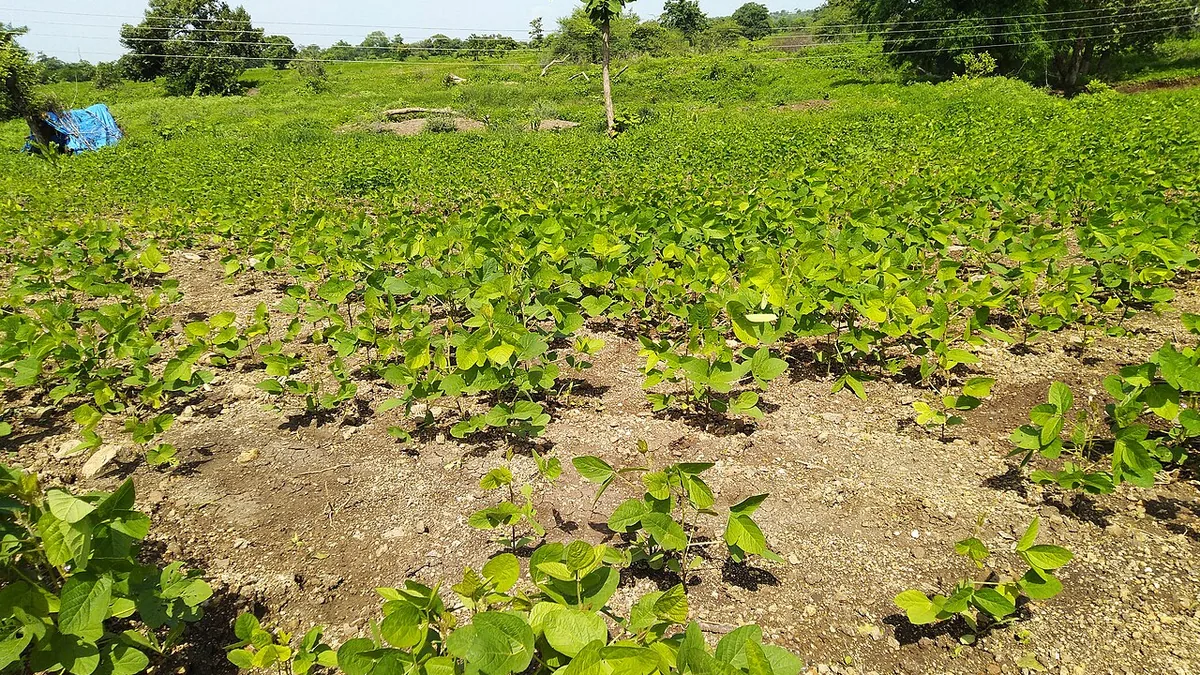 फूल आने की अवस्था में खड़ा सोयाबीन का खेत