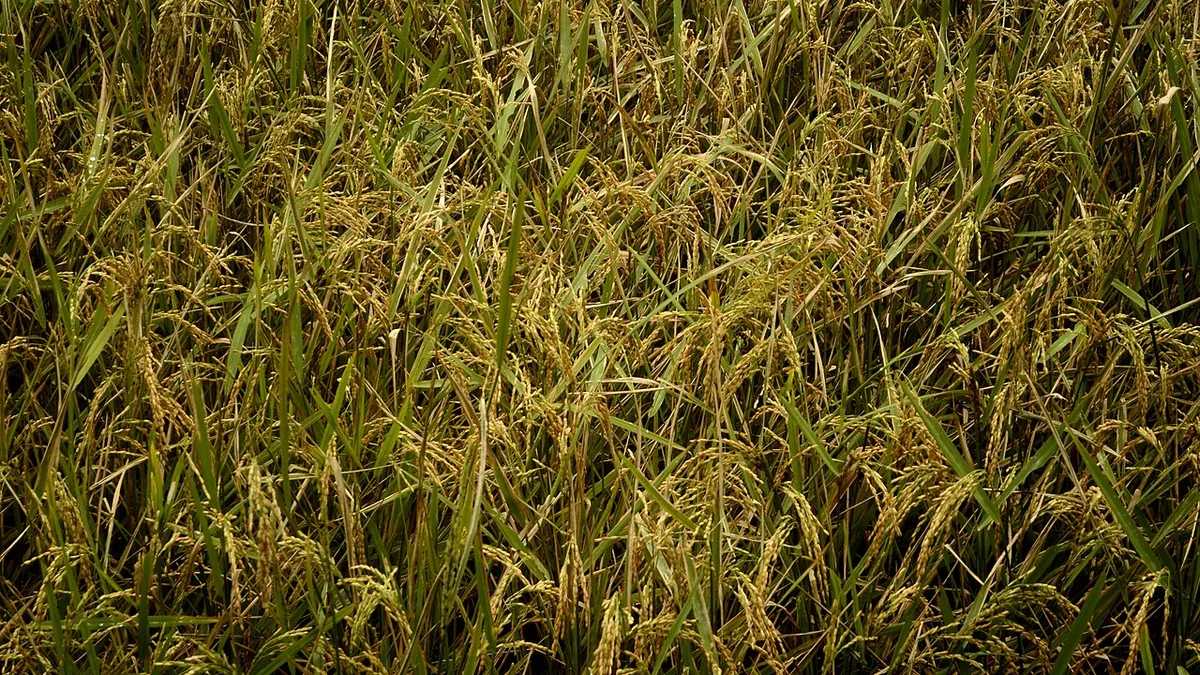 கொல்லி மலையில் படிநிலை வயல்களில் நெல் சாகுபடி, தமிழ்நாடு