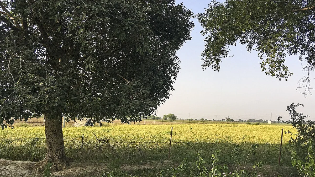 बुंदेलखंड में खेत के किनारे लगी काँटेदार तार की बाड़