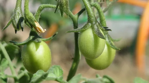 ಟೊಮೆಟೊ ಬೆಳೆ — कर्नाटक टमाटर गाइड