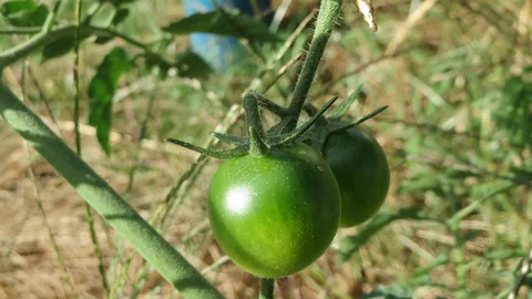 टमाटर की पत्ती मरोड़ रोग — पहचान, कारण और रोकथाम