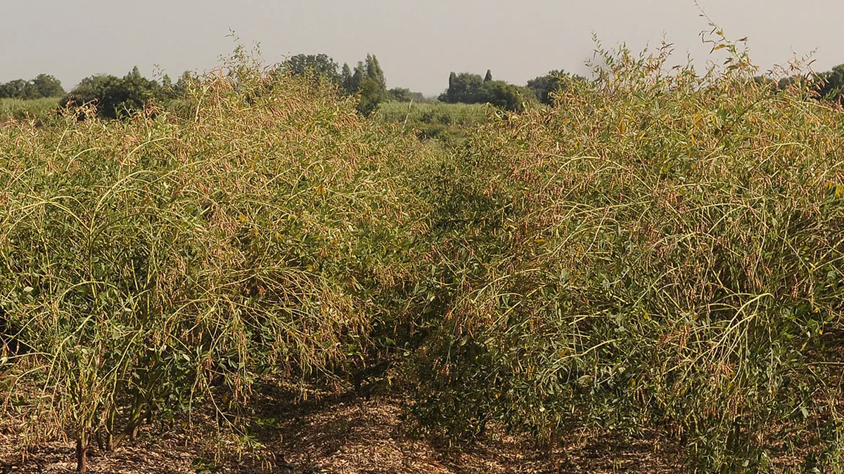 ತೊಗರಿ ಹೊಲದಲ್ಲಿ ರೈತ
