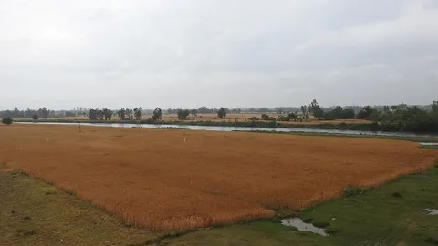 उत्तर प्रदेश की खेती — सम्पूर्ण मार्गदर्शिका