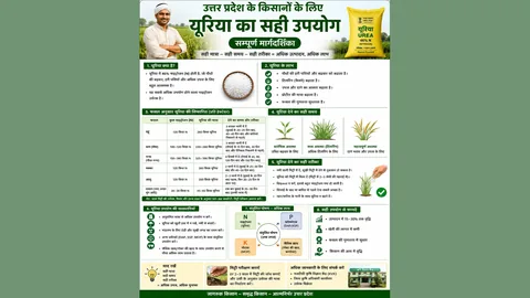 यूरिया और DAP: कब और कितना दें?