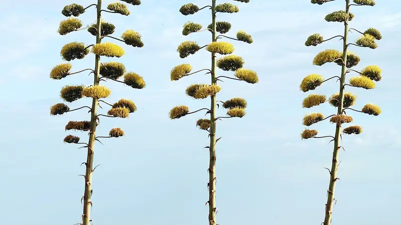 Rambans(Agave /Century plant)
