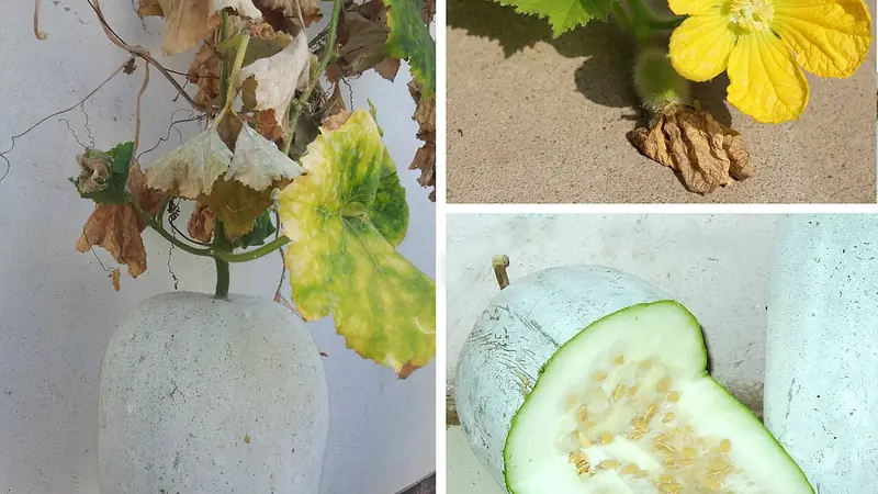 Ashgourd