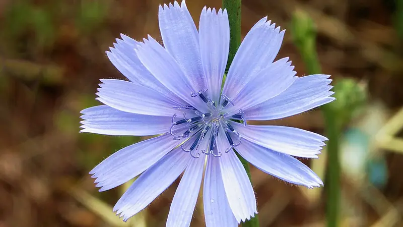 Chicory(Chikori/Kasni)