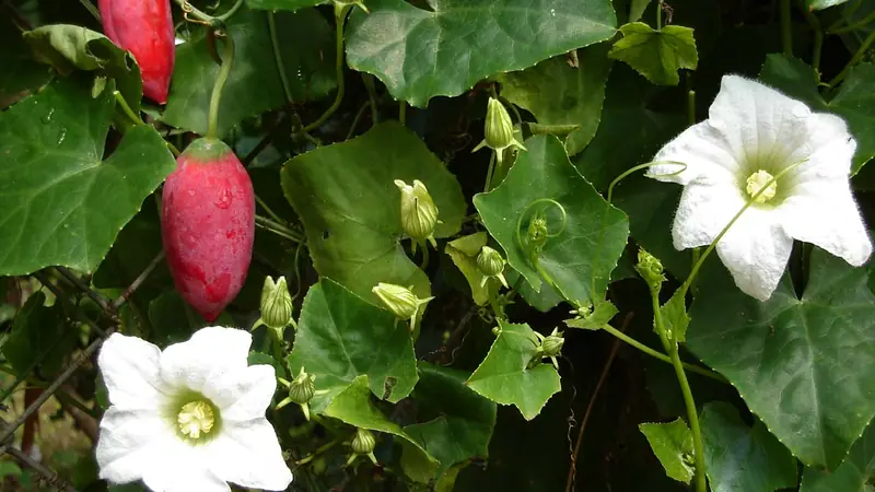 Little gourd(Kundru)