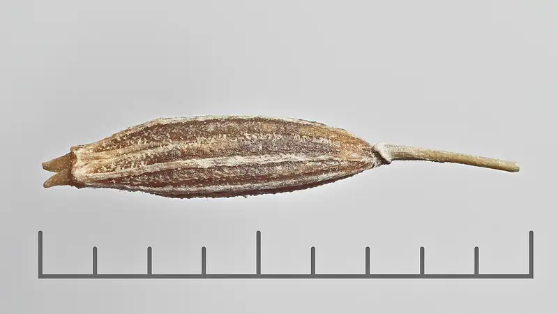 Cummin Seed(Jeera)
