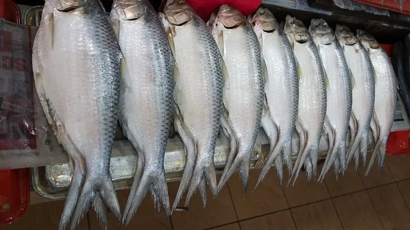 Fish