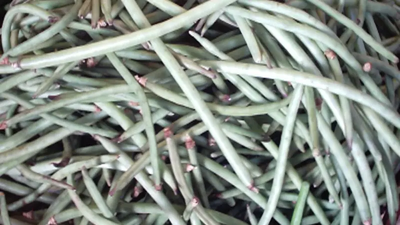लोबिया