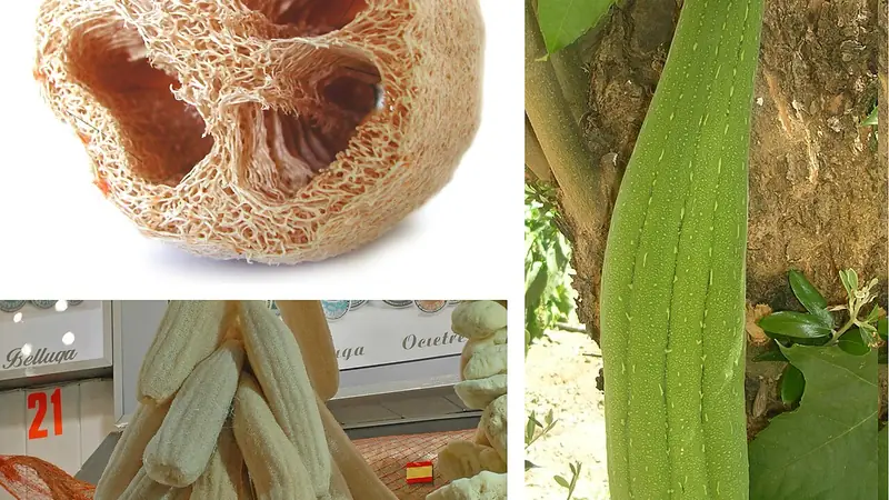 Sponge gourd