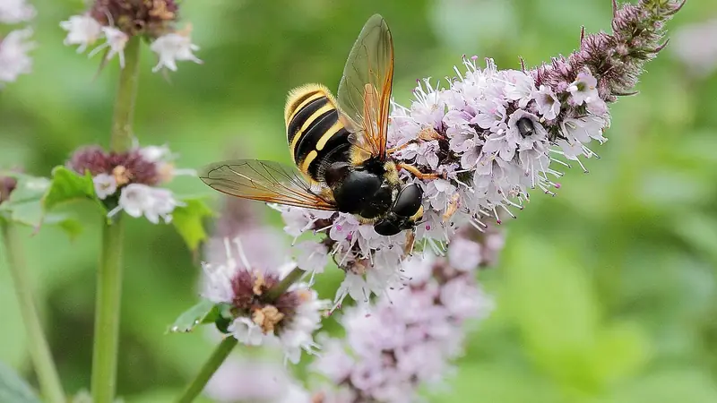 Mentha Oil