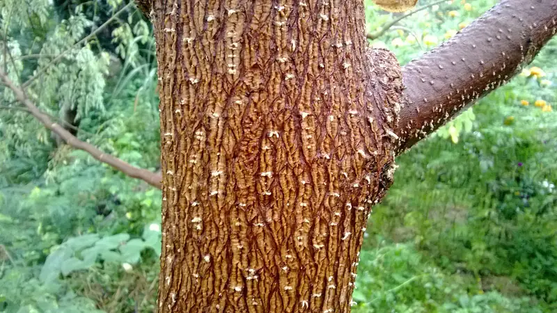 सहजन