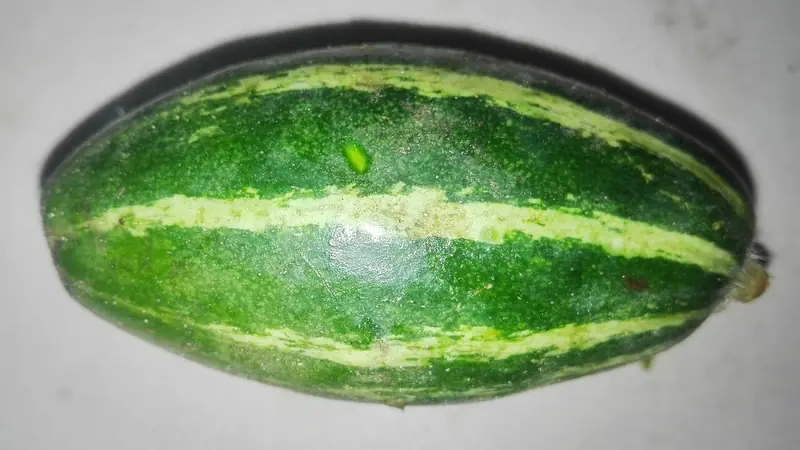 Pointed gourd(Parval)