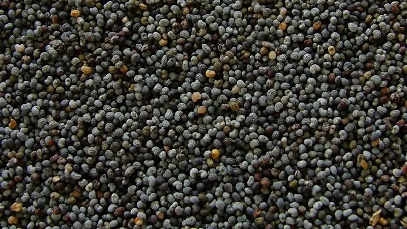 poppy seeds