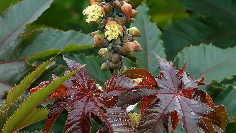 Castor Seed