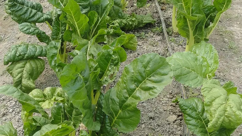 पालक