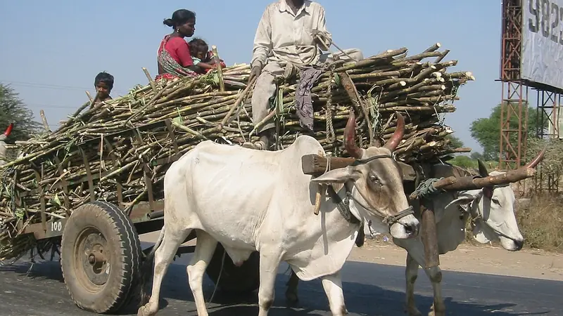 गन्ना