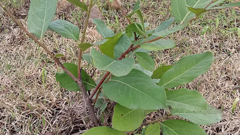 Tendu Leaves/Kendu leaves/Bidi Leaves