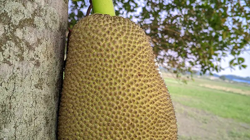 Jack Fruit(Ripe)