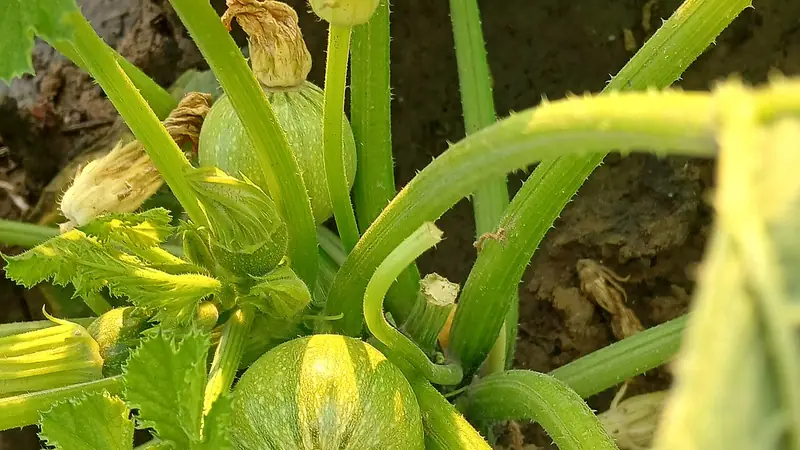 Round gourd