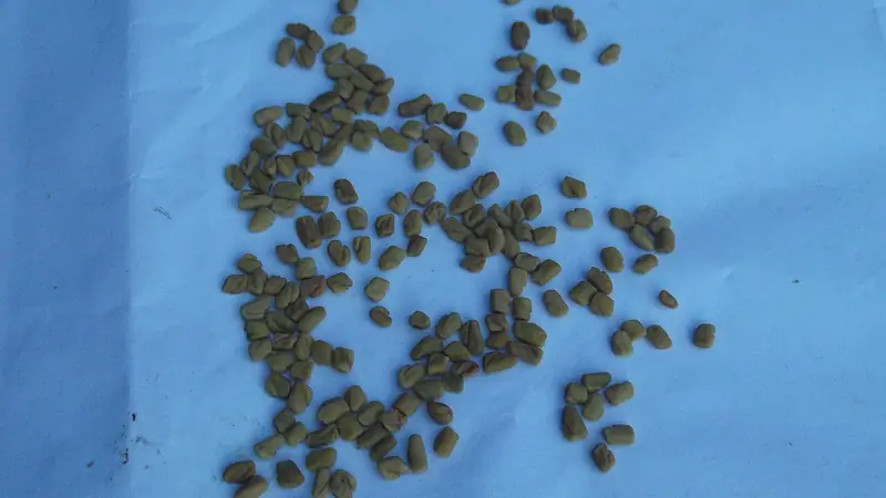 Methi Seeds