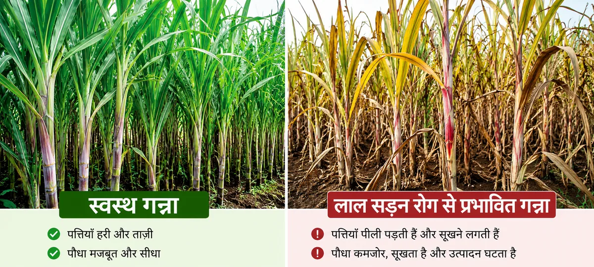 स्वस्थ गन्ना और लाल सड़न रोग से प्रभावित गन्ने की तुलना