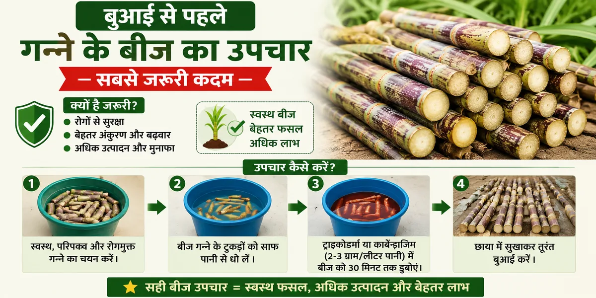 बुवाई से पहले गन्ने के बीज का उपचार — लाल सड़न रोग से बचाव