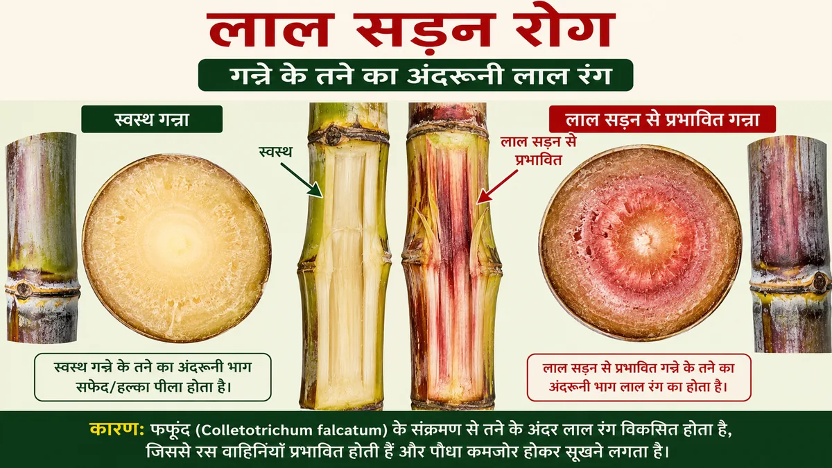 लाल सड़न रोग में गन्ने के तने का अंदरूनी लाल रंग और धारियाँ